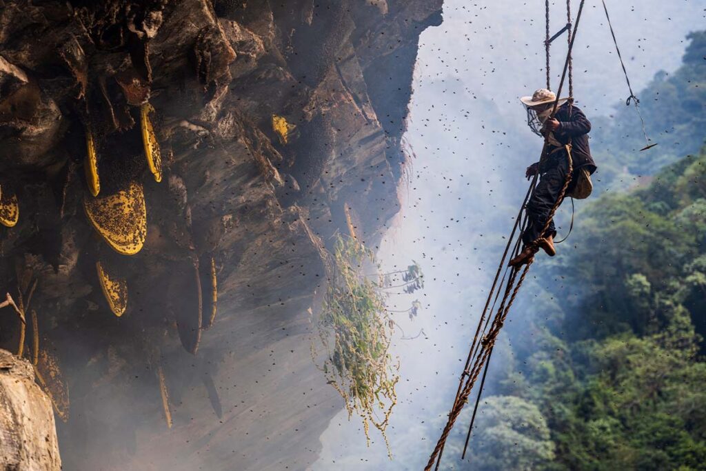 Mad Honey Being Harvested In Nepal