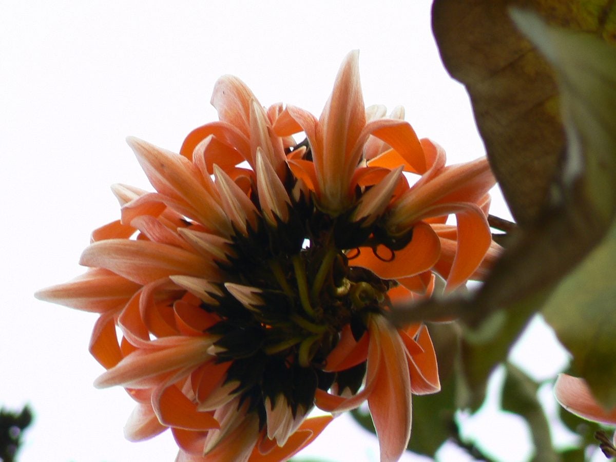 Palasha flowers