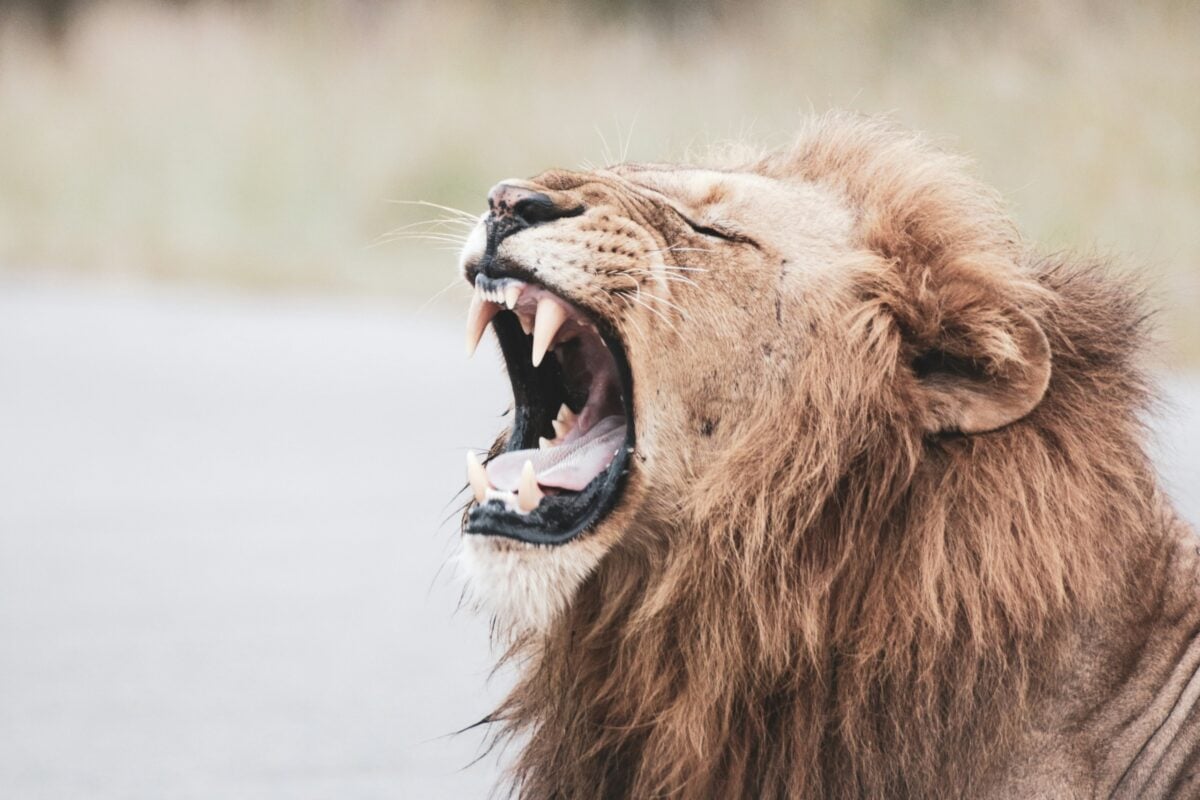 Lion showing teeth