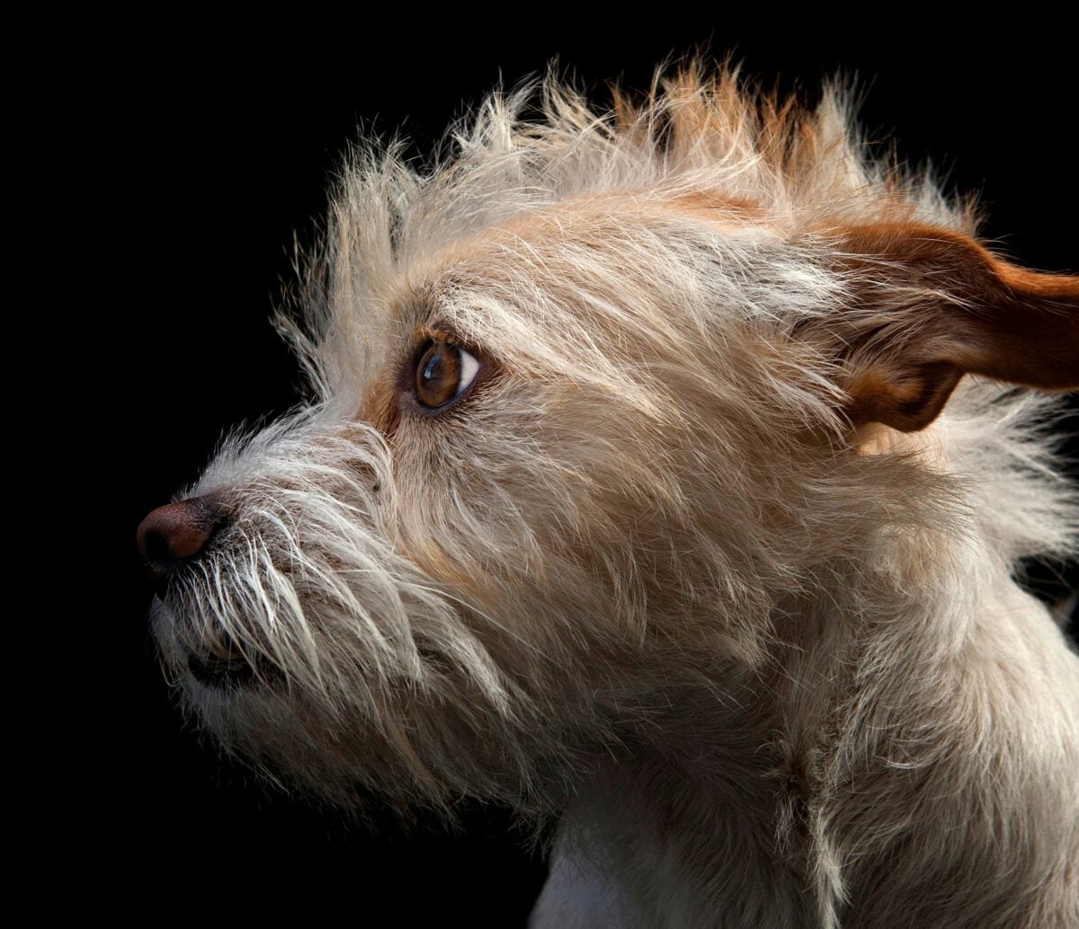 short haired wire coated white dog