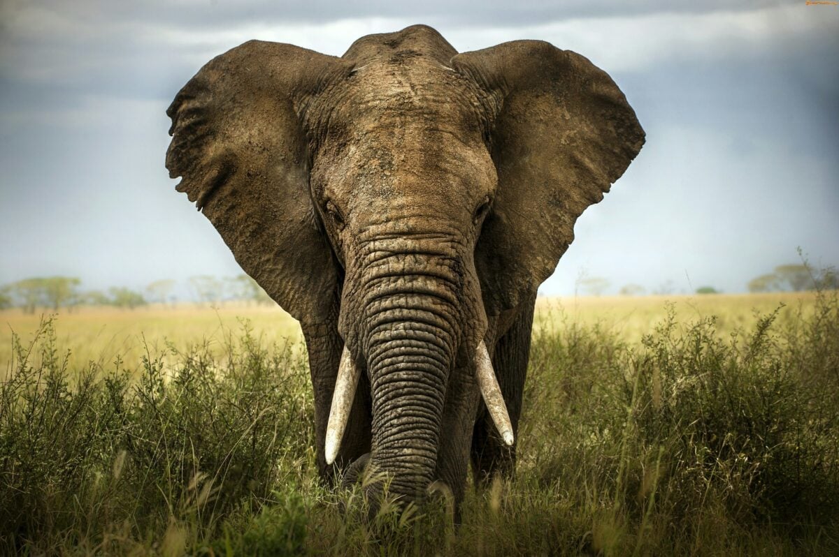elephant standing outside
