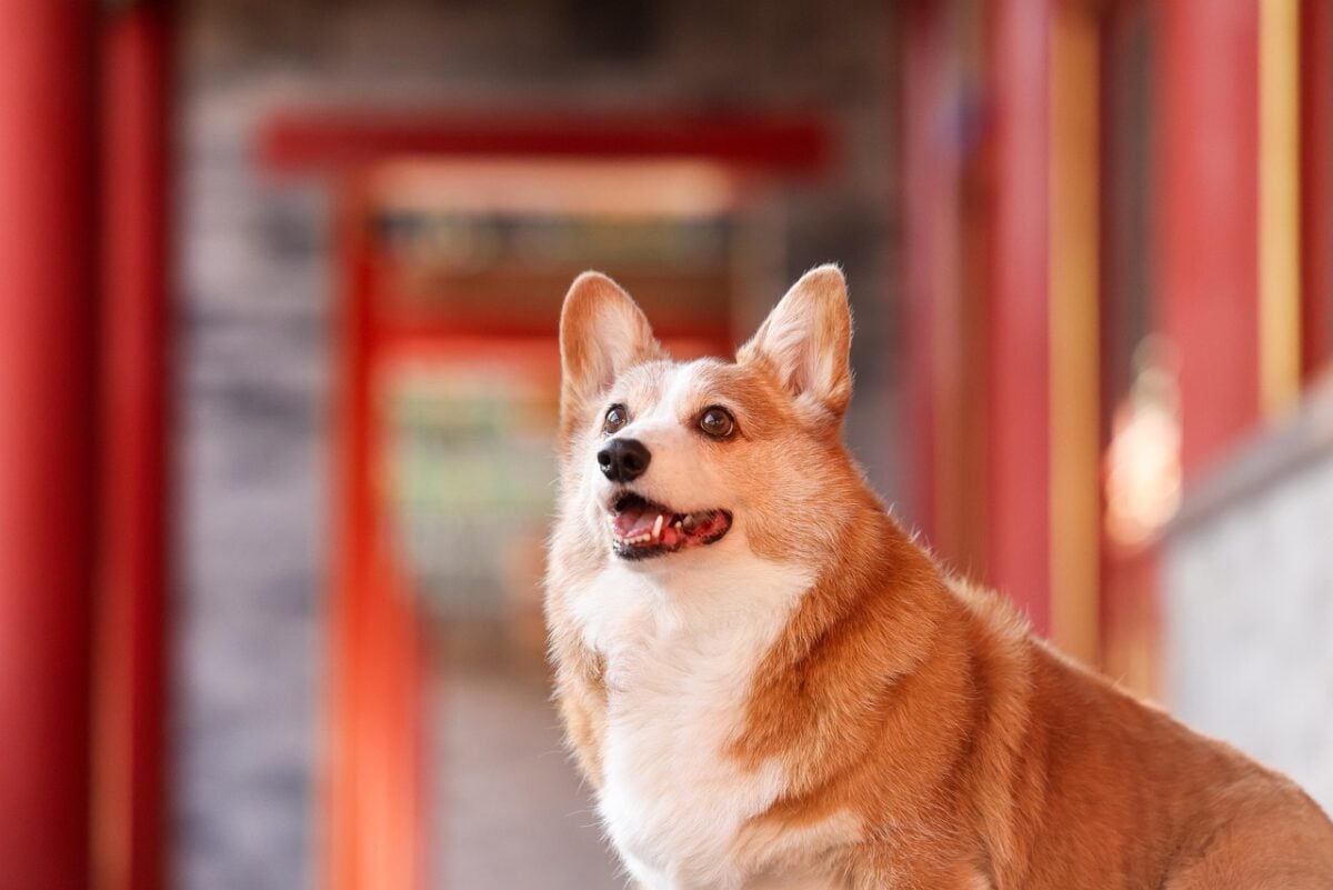 corgi, dog, pet, canine, animal, nature, fur, snout, mammal, dog portrait, animal world