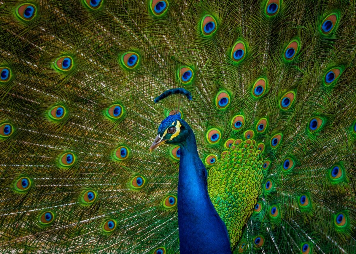 peacock with colorful feathers