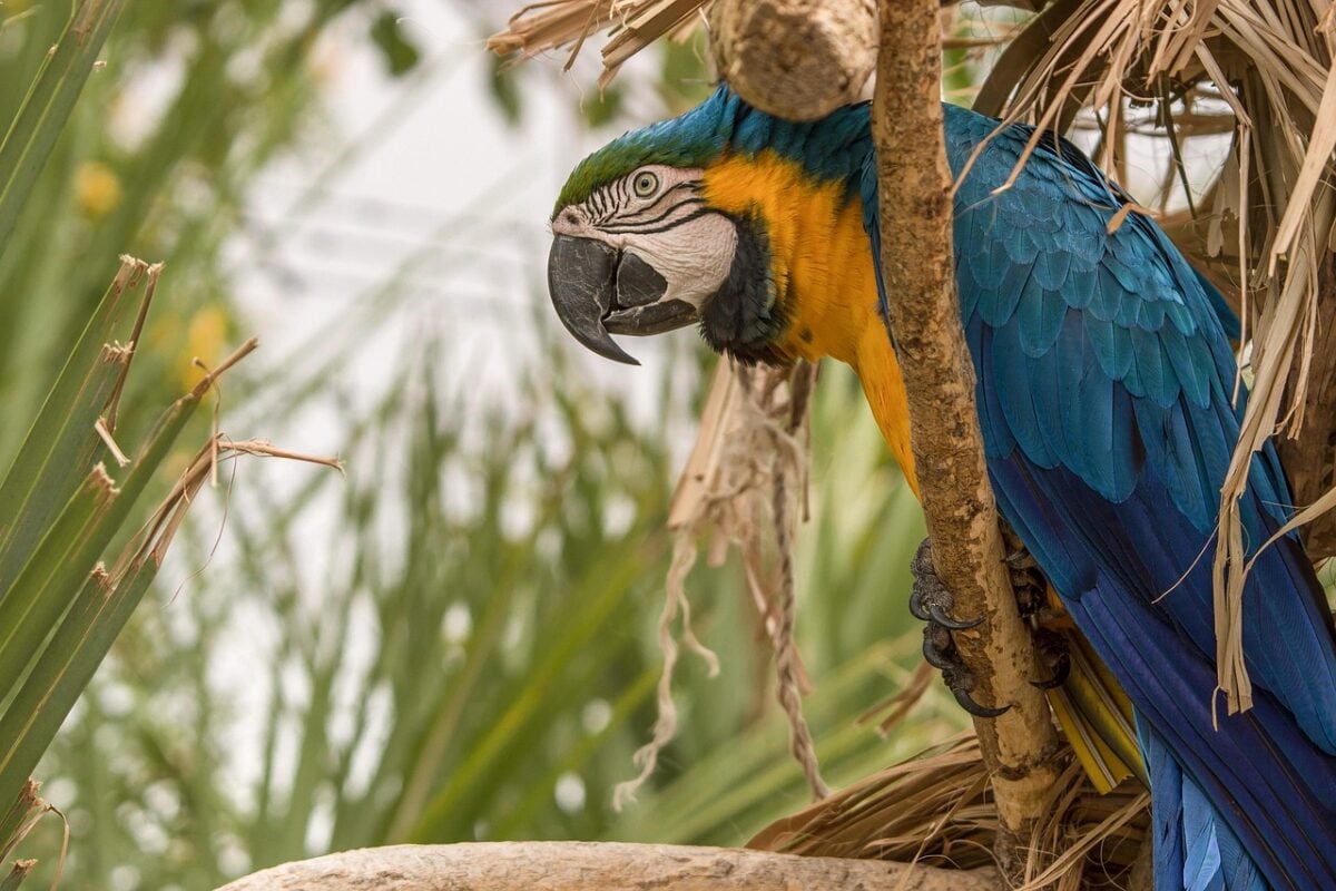 parrot, bird, perched, animal, feathers, plumage, beak, bill, bird watching, ornithology, animal world, nature, wildlife, macaw, parrot, parrot, parrot, parrot, parrot, macaw