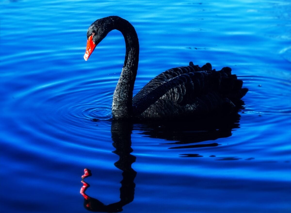 swan, lake, mourning swan, water bird, black swan, noble, lighting mood, greeting card, background image, the atmosphere, evening atmosphere, reflection, mood, duck bird, goose bird, waters, plumage, schwimmvogel, nature, elegant