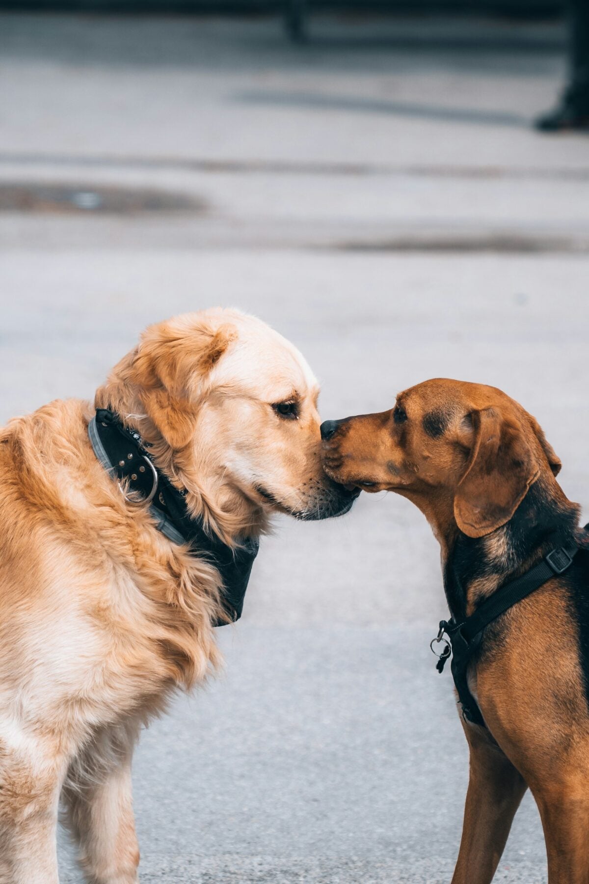 two dogs touching noses